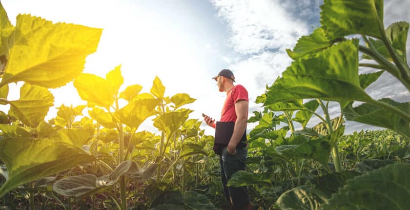 Landwirt steht im Sonnenblumenfeld