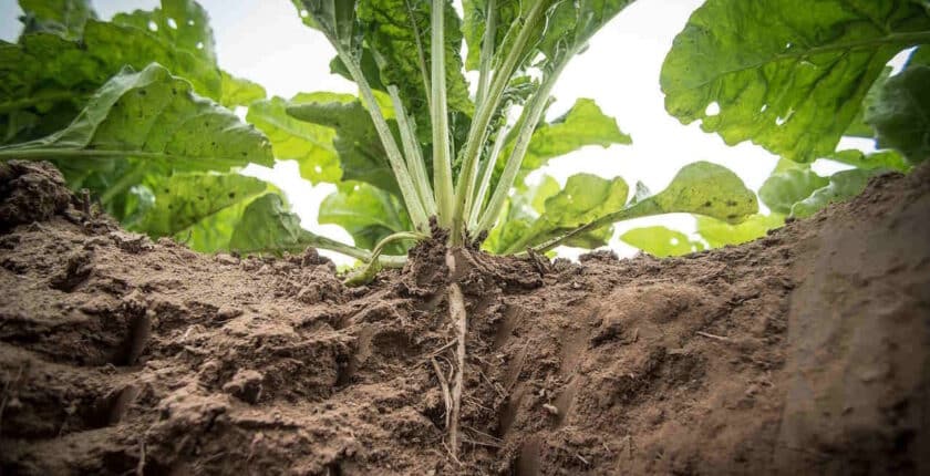 Pflanzenwissenschaften Studium-Uncategorized