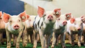 Ferkelgruppe im Stall