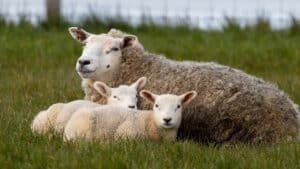 Schaf mit 2 Lämmer auf einer Wiese