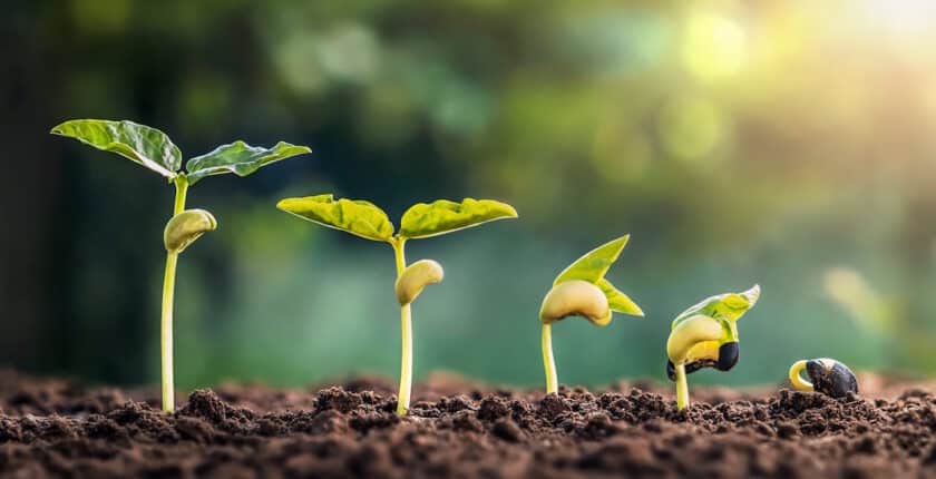 Verschiedene Wachstumsstadien einer Pflanze