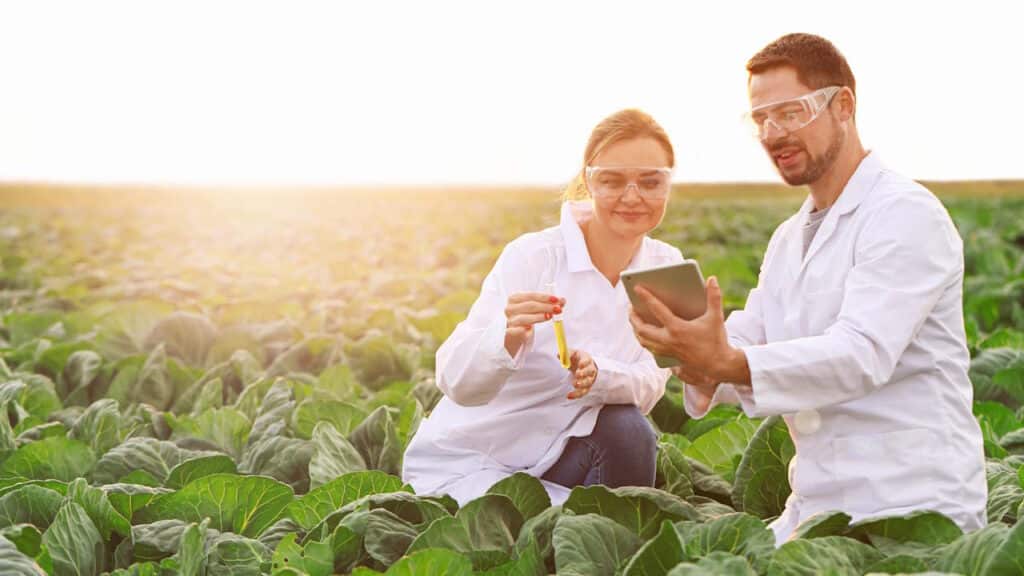 Landwirtschaftliche Ingenieure, die auf dem Feld arbeiten.