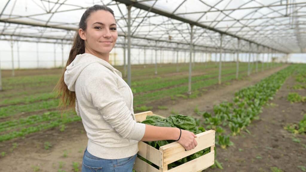 Auszubildende im Gewächshaus bei der Gemüseernte