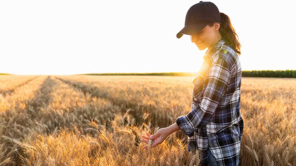 Landwirtin berührt die Ähren von Weizen auf einem landwirtschaftlichen Feld