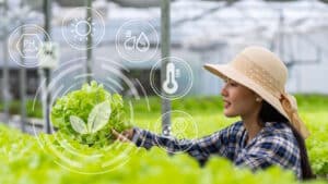 Frau mit einer Kiste voll angebautem Gemüse, das im Gewächshaus geerntet wird.