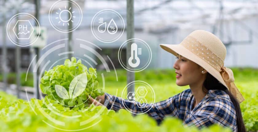 Frau mit einer Kiste voll angebautem Gemüse, das im Gewächshaus geerntet wird.