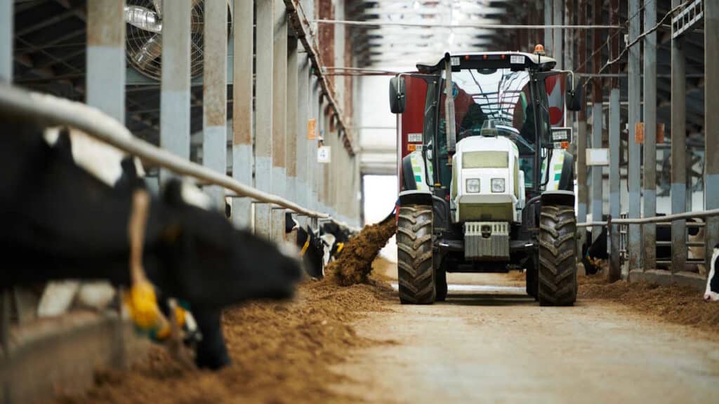 Traktor fährt entlang von Kuhställen und verteilt Futter
