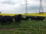 Landwirtschaftlicher Mitarbeiter (m/w/d)