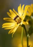 AGRARINNOVATIONEN HAHNENNEST GmbH-