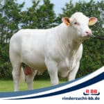 RBB Rinderproduktion Berlin-Brandenburg GmbH