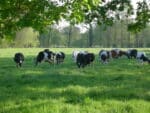 Landwirt / Agrarbetriebswirt (m/w/d) für modernen Bio-Milchviehbetrieb