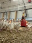 Landwairt/ Tierwirt gesucht!